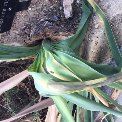 Boophone disticha — leaf