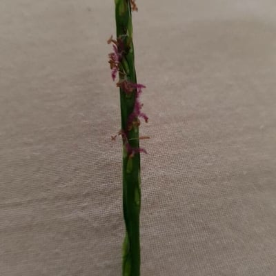 Stenotaphrum secundatum — flower