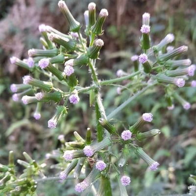 Erechtites valerianifolius — flower