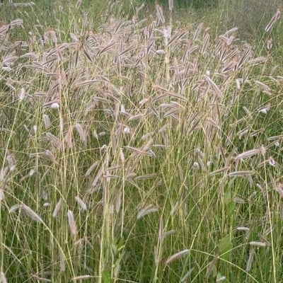 Dichanthium sericeum