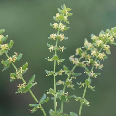 Cruciata glabra — flower