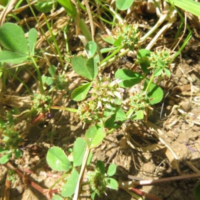 Trifolium glomeratum — flower