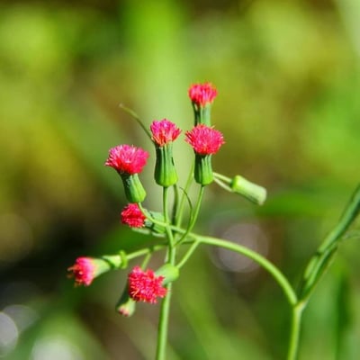Emilia fosbergii — flower