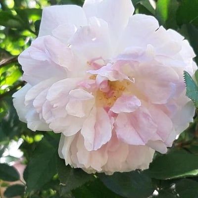 Rosa stylosa — flower