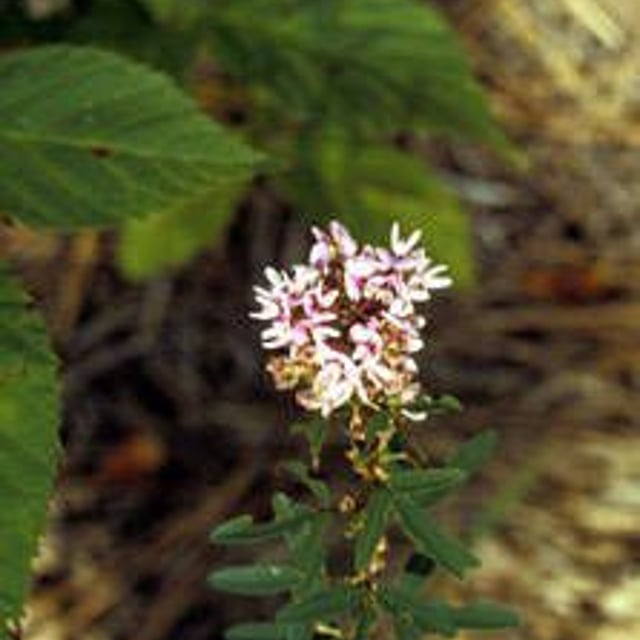 Lespedeza capitata — flower