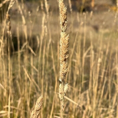 Calamagrostis stricta — leaf