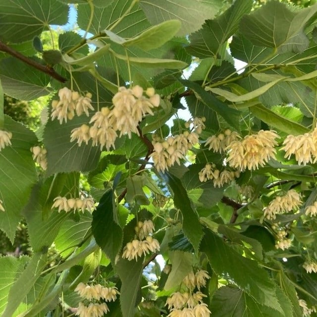 Tilia americana — flower