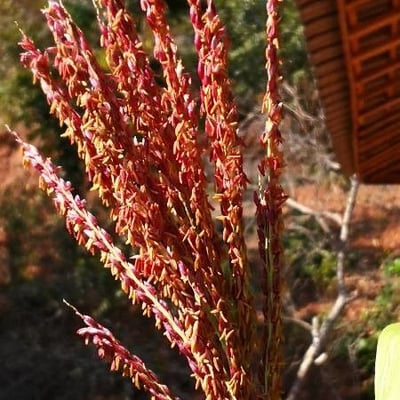 Zea mays — flower