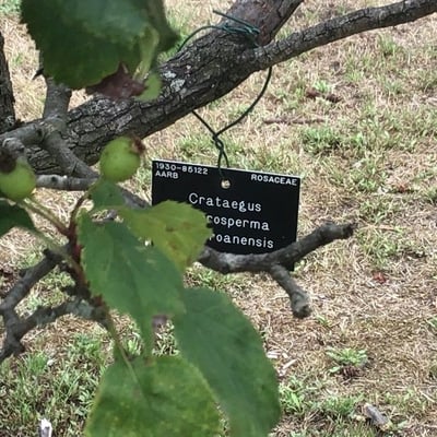 Crataegus macrosperma — bark