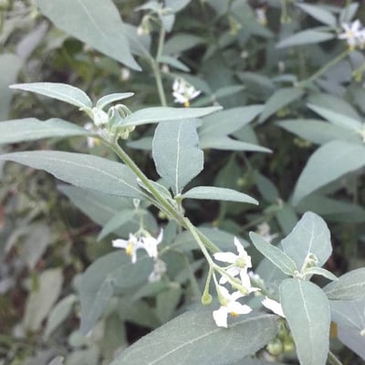 Solanum chenopodioides — flower