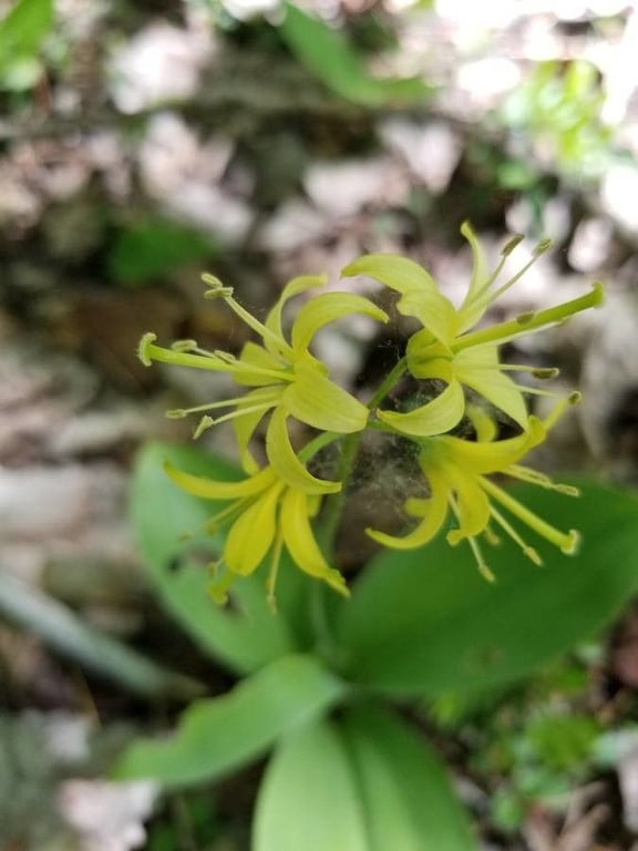 Corn-lily