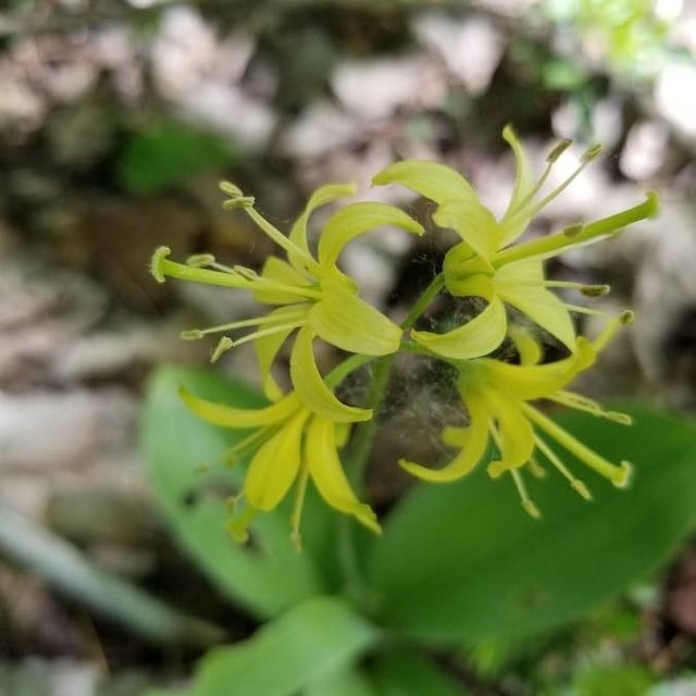 Clintonia borealis — flower