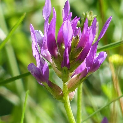 Astragalus onobrychis — flower