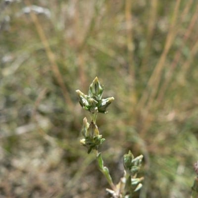 Logfia minima — flower