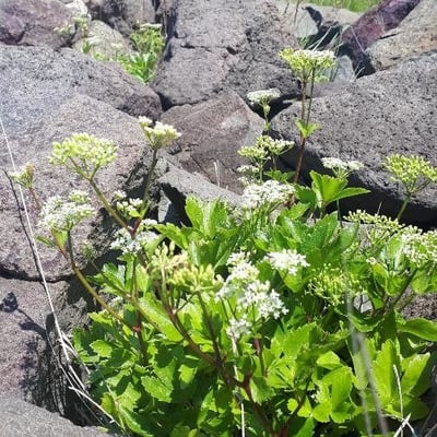 Ligusticum scoticum — flower