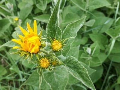 Elecampane
