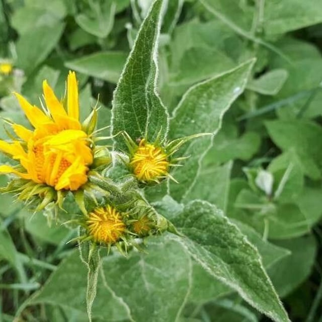Elecampane