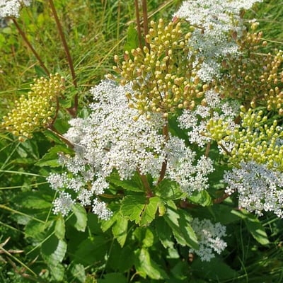 Ligusticum scoticum — flower