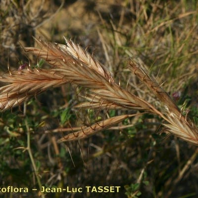 Bromus squarrosus — flower