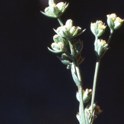 Bupleurum tenuissimum — flower