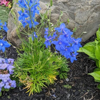 Delphinium carolinianum — flower