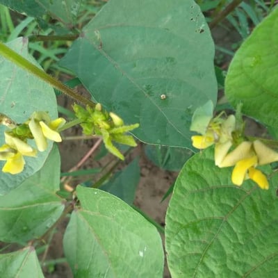 Vigna radiata — flower