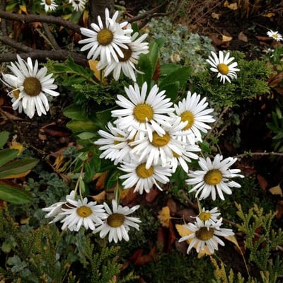 Symphyotrichum lanceolatum — flower