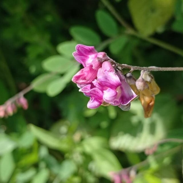 Lathyrus niger — flower
