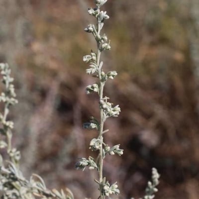 Artemisia austriaca — flower