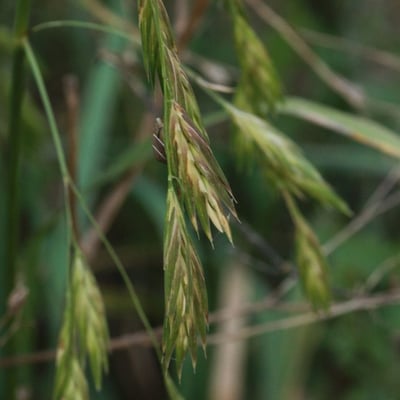 Bromus catharticus — flower
