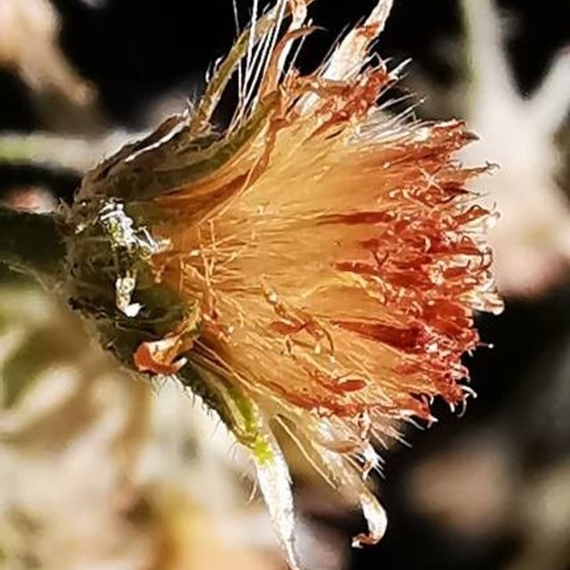 Phagnalon saxatile — flower