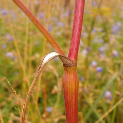 Chaerophyllum bulbosum — flower