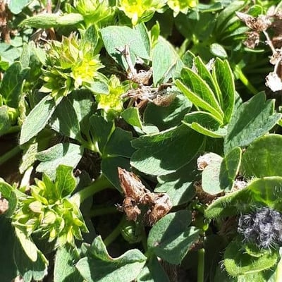 Sibbaldia procumbens — flower