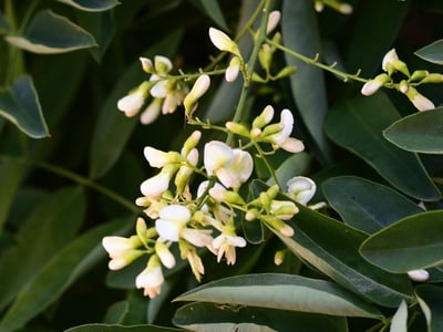 Huai Hua Mi
