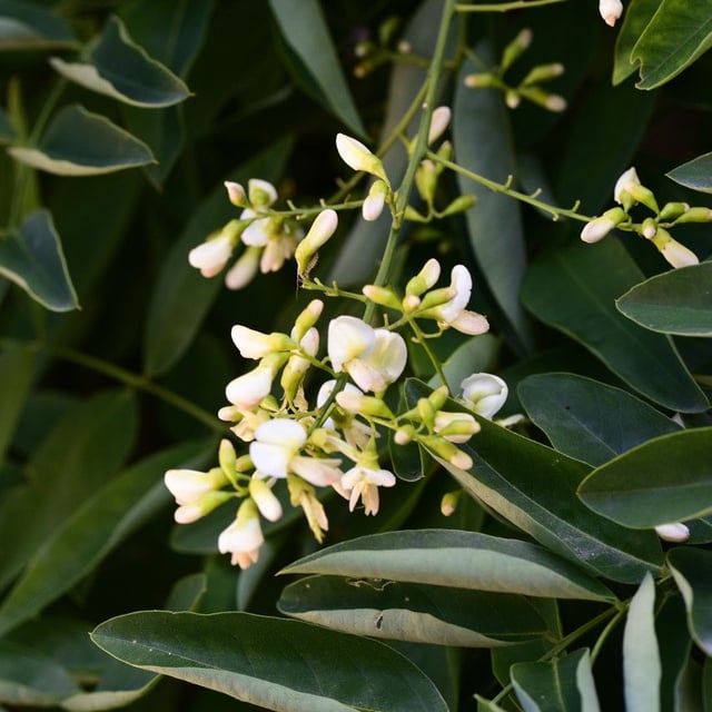 Styphnolobium japonicum — flower