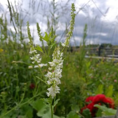 Glycyrrhiza glabra — flower