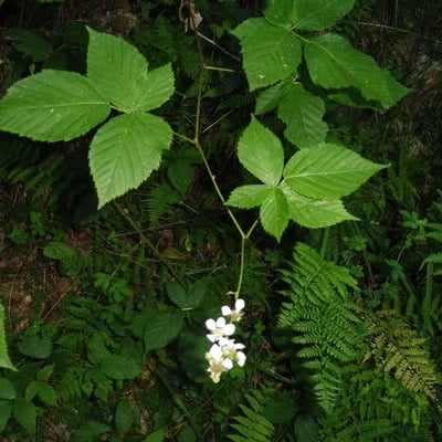 Rubus nessensis — flower