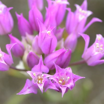 Allium acuminatum — flower