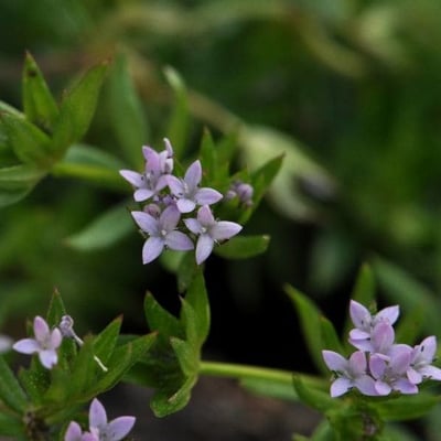 Sherardia arvensis — flower