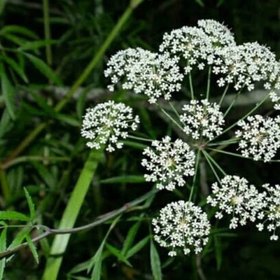 Cicuta virosa — flower