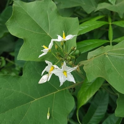 Solanum violaceum — flower