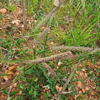 Tragus berteronianus — flower