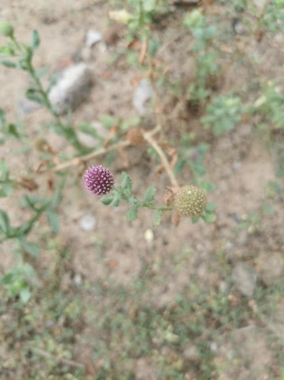 East indian globe thistle