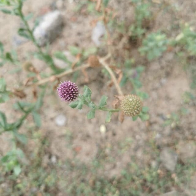 East indian globe thistle