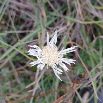 Centaurea diffusa — flower