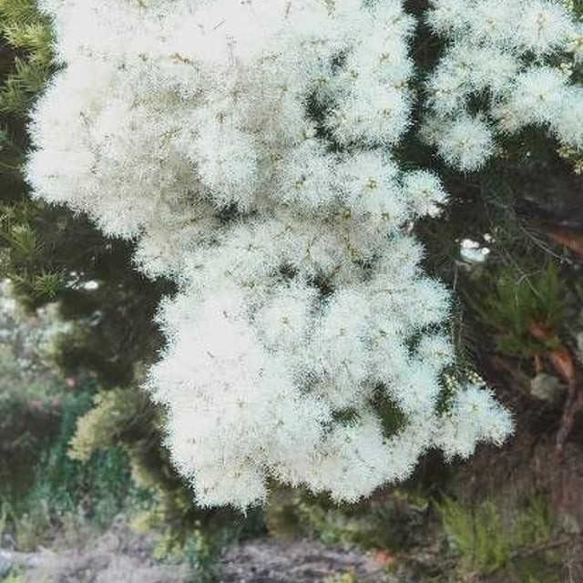Melaleuca linariifolia — flower