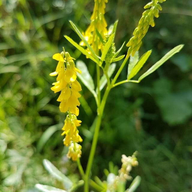 Melilotus officinalis — flower
