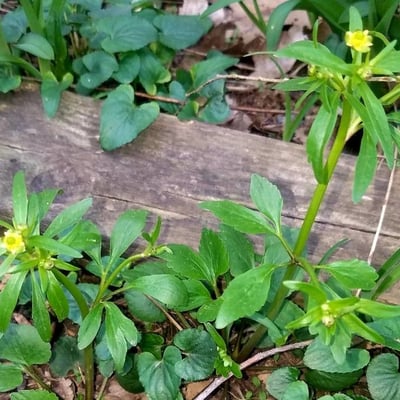 Ranunculus abortivus — flower