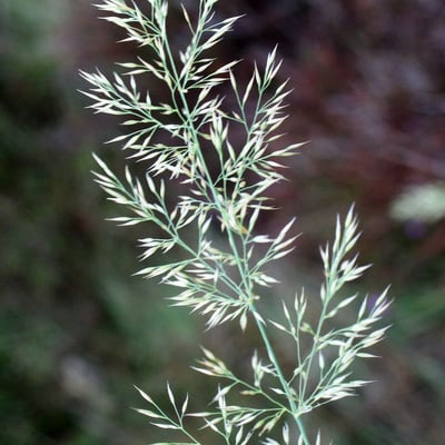 Agrostis curtisii — flower