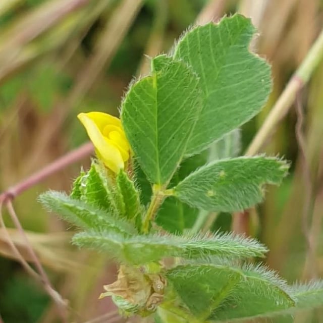 Medicago truncatula — flower